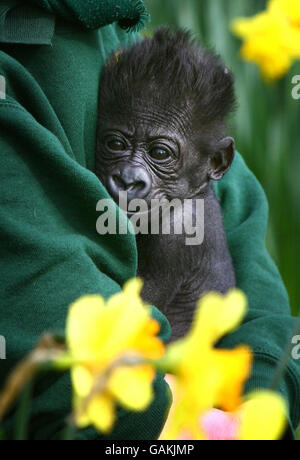 Tia, une gorille de six semaines, est réconfortée par le gardien de gorille Lorna Wanless, chef du parc animalier Howletts à Canterbury, dans le Kent, après que les gardiens aient pris la décision de l'ouvrir à la main. Banque D'Images