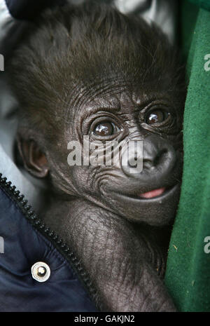 Tia, une gorille de six semaines, est réconfortée par le gardien de gorille Lorna Wanless, chef du parc animalier Howletts à Canterbury, dans le Kent, après que les gardiens aient pris la décision de l'ouvrir à la main. Banque D'Images