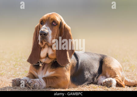 Portrait de chien basset hound a une grave, et pourtant drôle mignon. Banque D'Images