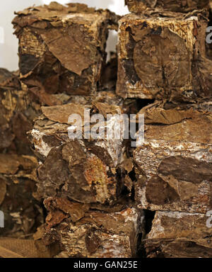 Cave de fromage enveloppé dans des feuilles pour l'assaisonnement parfait et l'enrichissement de la saveur. Une vraie cuisine italienne Banque D'Images