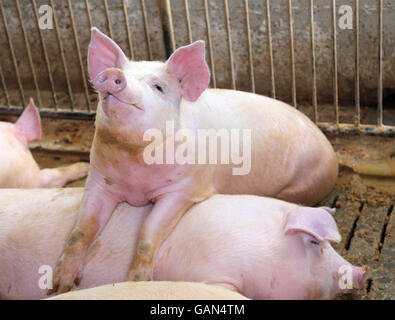 Big pig penché au-dessus de l'arrière d'un autre cochon dans l'élevage de porcs Banque D'Images