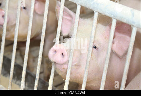 Gros et gras des porcs dans une étable dans une ferme Banque D'Images