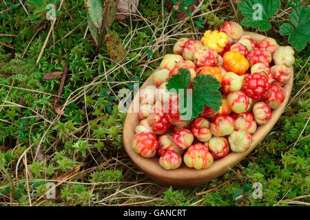 Bol de l'airelle (Rubus chamaemorus) avec des feuilles debout sur la mousse. Grande profondeur de champ, l'arrière-plan, copyspace Banque D'Images