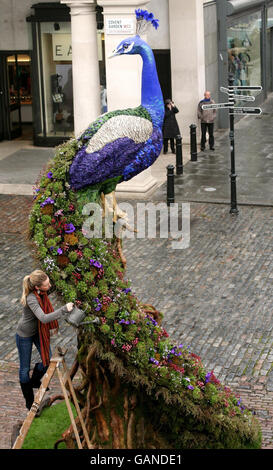 Artiste Preston Bailey's floral paons Banque D'Images