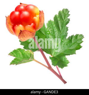 Plaquebière (Rubus chamaemorus) avec des feuilles et de la tige. Chemin de détourage, l'infinie profondeur de champ Banque D'Images