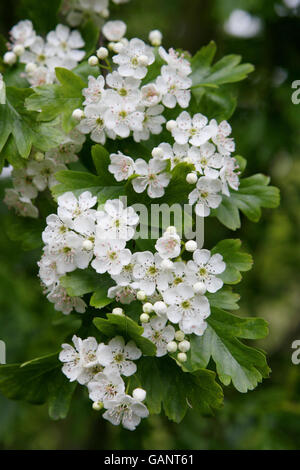 Printemps fleurir sur un buisson aubépine dans la réserve naturelle des marais de Farlington près de Portsmouth. Banque D'Images