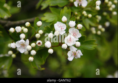 Printemps fleurir sur un buisson aubépine dans la réserve naturelle des marais de Farlington près de Portsmouth. Banque D'Images