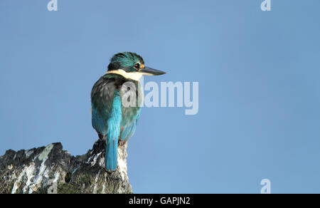 Un lieu sacré, Kingfisher Todiramphus sanctus, assis sur souche d'arbre avec un fond de ciel bleu avec l'exemplaire de l'espace. Banque D'Images