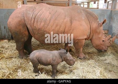 Un bébé blanc Rhino né au parc animalier de South Lakes, Dalton, dans Furness, Cumbria. Banque D'Images