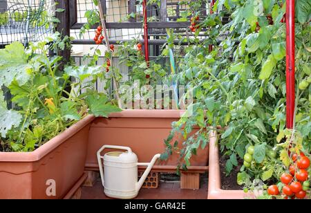 Arrosoir et de grands pots avec des plantes de tomates rouges dans un petit jardin urbain sur une terrasse d'un appartement d'un immeuble en copropriété Banque D'Images