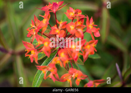 Un 'Fireglow' euphorbe (Euphorbia griffithii 'Fireglow') en fleurs Banque D'Images