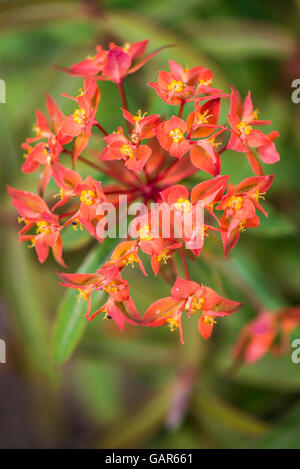 Un 'Fireglow' euphorbe (Euphorbia griffithii 'Fireglow') en fleurs Banque D'Images