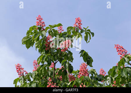 Horse Chestnut rose arbre en fleur Banque D'Images