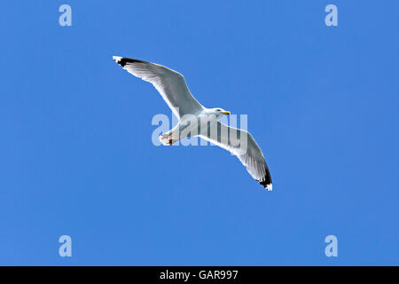 Commune de vol (Larus canus), Kiel, Schleswig-Holstein, Allemagne Banque D'Images