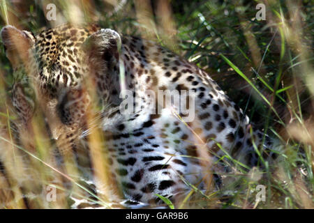 Un léopard se trouve dans la longue herbe du désert de Mara au Kenya. Banque D'Images
