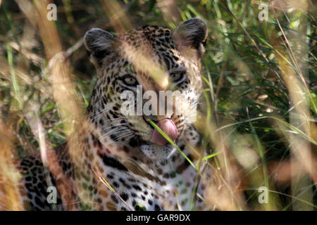 Un léopard se trouve dans la longue herbe du désert de Mara au Kenya. Banque D'Images