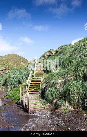 L'île Macquarie de promenades et de sentiers, de l'Australie îles subantarctiques Banque D'Images