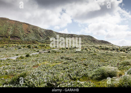 L'île Macquarie de promenades et de sentiers, de l'Australie îles subantarctiques Banque D'Images