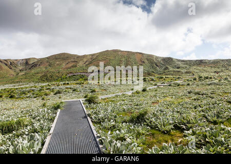 L'île Macquarie de promenades et de sentiers, de l'Australie îles subantarctiques Banque D'Images