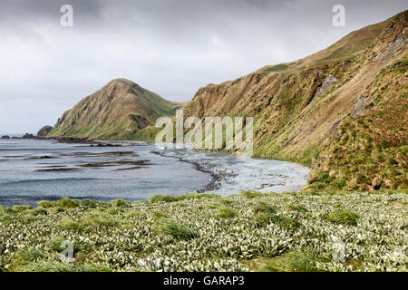 L'île Macquarie de promenades et de sentiers, de l'Australie îles subantarctiques Banque D'Images