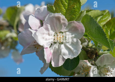Blanc et rose fleur de printemps sur un Bramley apple tree, Berkshire, Mai Banque D'Images