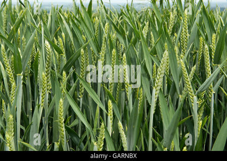 Le blé d'hiver, Triticum aestivum, oreille de récolte dans boot et entrée en oreille, Berkshire, Mai Banque D'Images