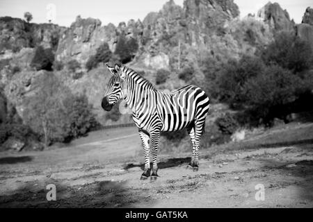 Un zèbre est seul dans un paysage de safari Banque D'Images