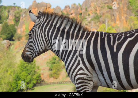 Un zèbre est seul dans un paysage de safari Banque D'Images