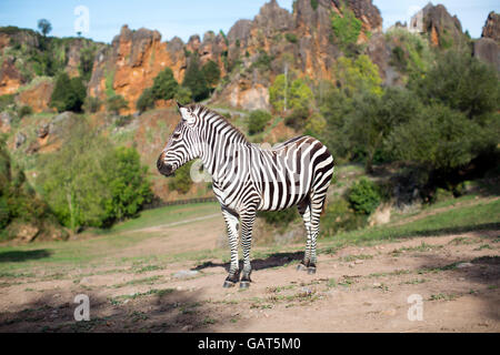 Un zèbre est seul dans un paysage de safari Banque D'Images