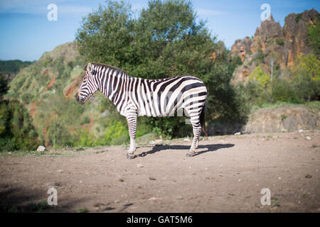 Un zèbre est seul dans un paysage de safari Banque D'Images