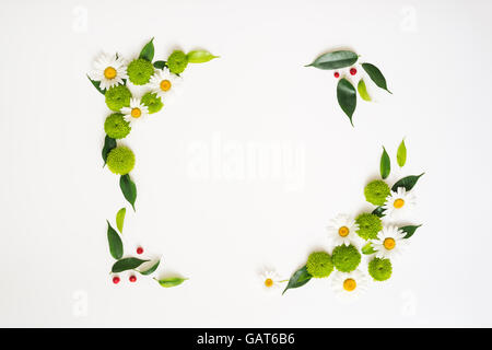 Floral frame à partir de camomille et de fleurs de chrysanthème, ficus feuilles et Rowan mûrs sur fond blanc. Vue de dessus. Mise à plat. Banque D'Images