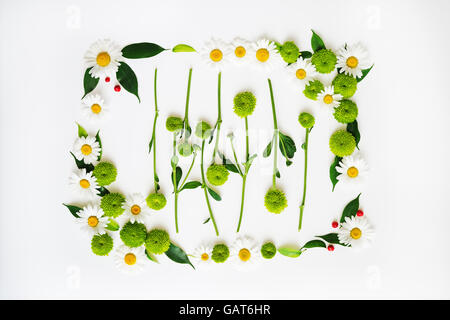 Floral frame à partir de camomille et de fleurs de chrysanthème, ficus feuilles et Rowan mûrs sur fond blanc. Vue de dessus. Mise à plat. Banque D'Images