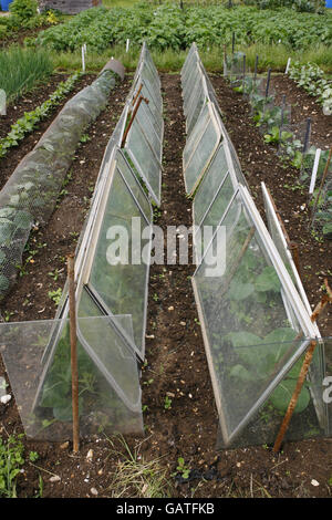 Légumes sous des cloches de verre improvisées aux Allotages de Weston Southampton Banque D'Images