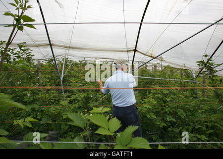 Stock Polytunnels Banque D'Images