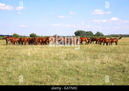 Les jeunes poulains et juments anglo arabian paisible pâturage ensemble à la campagne d'été Puszta hongroise typique Banque D'Images