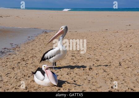 Deux grands pélicans sur la plage de sable de rivière de la Moore River par l'embouchure de la rivière de l'océan Indien dans l'ouest de l'Australie, Guilderton. Banque D'Images