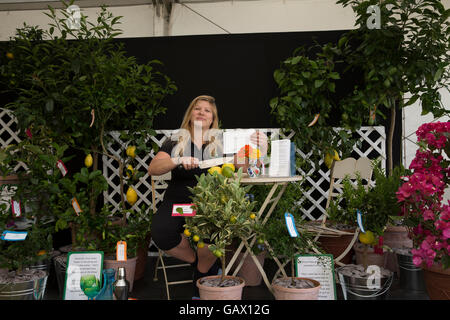 Hampton Court, Royaume-Uni. 6 juillet, 2016. Plantes4présente a gagné l'argent à la RHS Hampton Court Palace Flower Show Crédit : Keith Larby/Alamy Live News Banque D'Images
