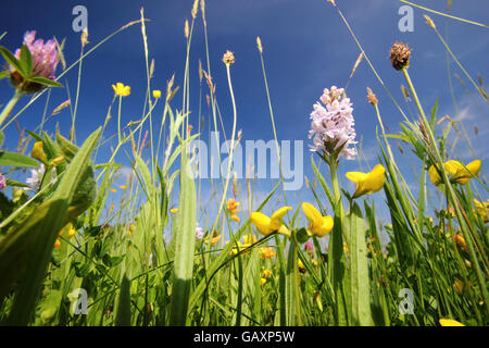 Une prairie de fleurs sauvages avec prairie renoncules, trèfle rouge, orchidées sauvages, oiseaux feuilles pennées et herbes sur une journée ensoleillée Banque D'Images