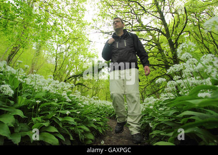 Un marcheur sur un sentier public frangé d'ail sauvage woodland à Stoney Middleton and Chatsworth, parc national de Peak District, Derbyshire, Royaume-Uni Banque D'Images