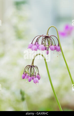 L'Allium cernuum. Lady's fleurs de poireaux Banque D'Images