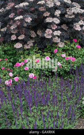 Sambucus nigra. Black Elder, roses et fleurs salvia dans un jardin anglais Banque D'Images