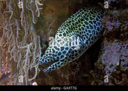 Laced Moray Eel Oceanarium Franc Brest Banque D'Images