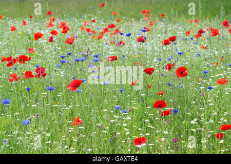 Centaurea cyanus. Coquelicots rouges et bleuet parmi oxeye tribunes dans un champ de fleurs sauvages Banque D'Images