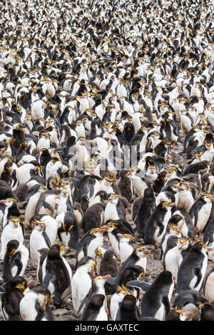 Colonie de manchots royaux sur l'île Macquarie, sub-antarctiques Australiennes Banque D'Images