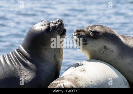 Trois éléphants de mer du sud à l'île Macquarie, Australie îles subantarctiques Banque D'Images