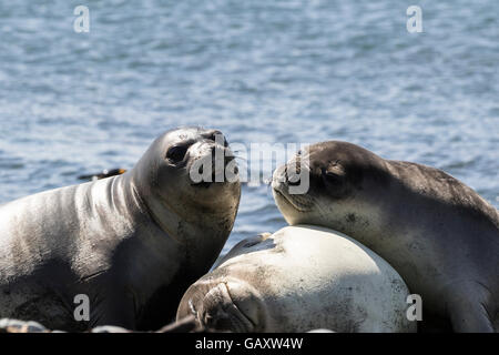 Trois éléphants de mer du sud à l'île Macquarie, Australie îles subantarctiques Banque D'Images