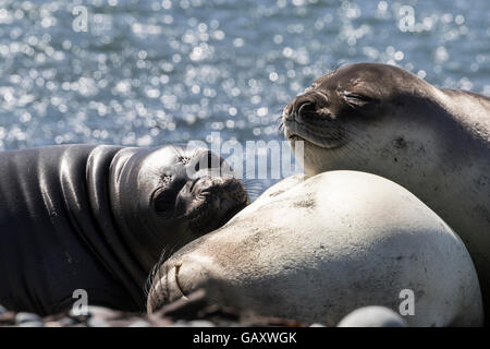 Trois éléphants de mer du sud à l'île Macquarie, Australie îles subantarctiques Banque D'Images