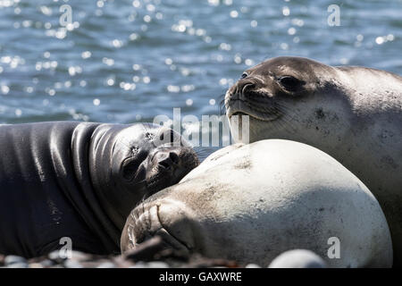 Trois éléphants de mer du sud à l'île Macquarie, Australie îles subantarctiques Banque D'Images