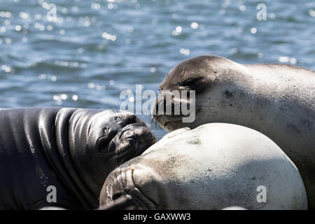 Trois éléphants de mer du sud à l'île Macquarie, Australie îles subantarctiques Banque D'Images