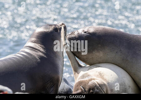 Trois porcelets sevrés à l'éléphant de l'île Macquarie, sub-antarctiques Australiennes Banque D'Images